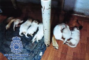 Detenida una pareja en Fuengirola por estafar a 19 personas en compraventa de cachorros de perros