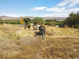 Rescatan 96 animales maltratados o abandonados en 2020 en Málaga