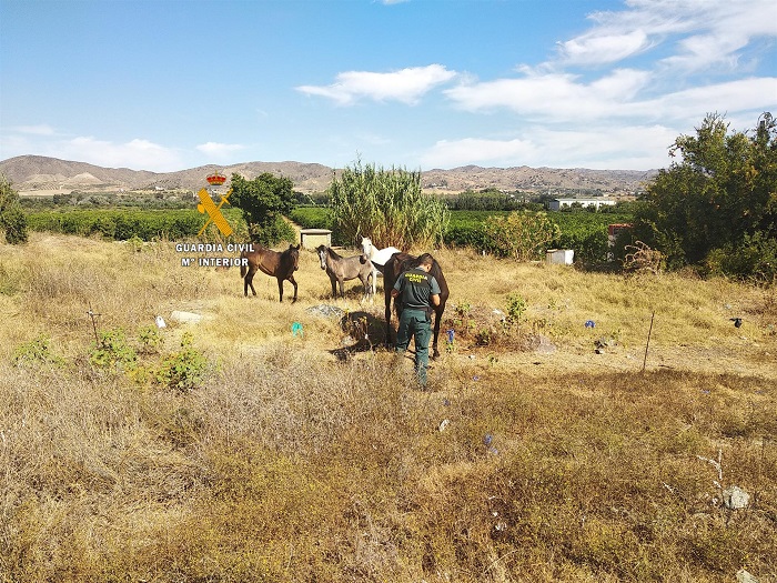 Rescatan 96 animales maltratados o abandonados en 2020 en Málaga